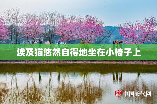 埃及猫悠然自得地坐在小椅子上