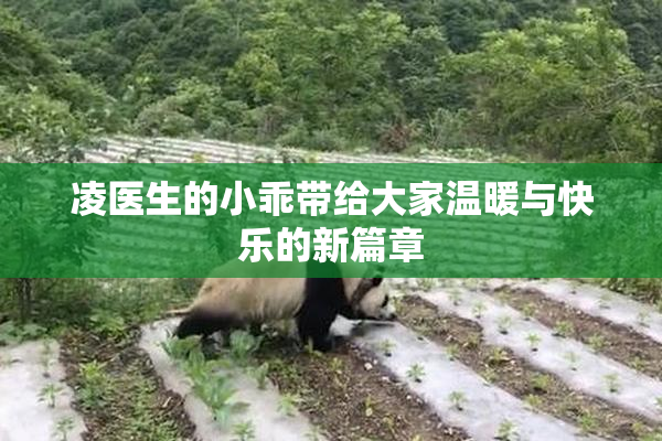 凌医生的小乖带给大家温暖与快乐的新篇章