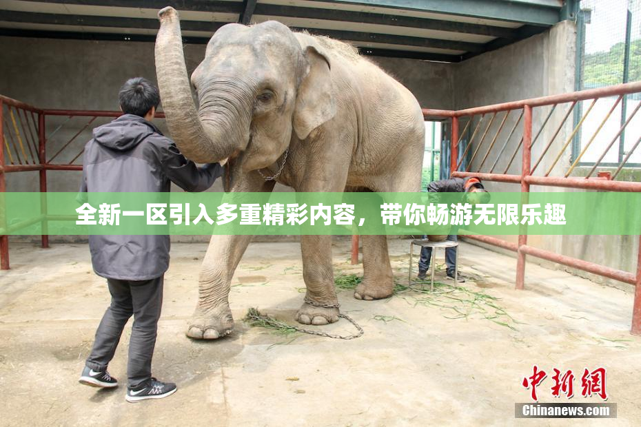 全新一区引入多重精彩内容，带你畅游无限乐趣