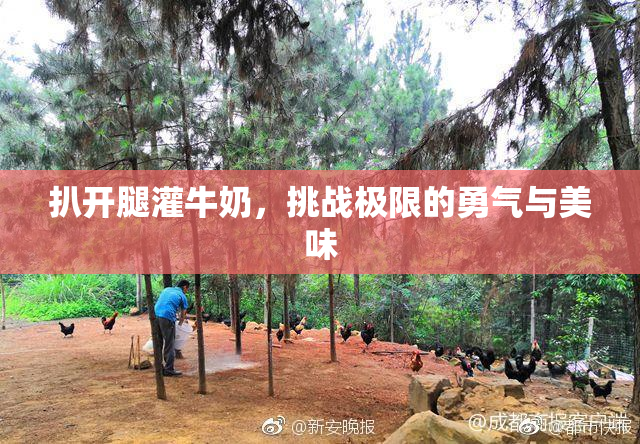 扒开腿灌牛奶，挑战极限的勇气与美味