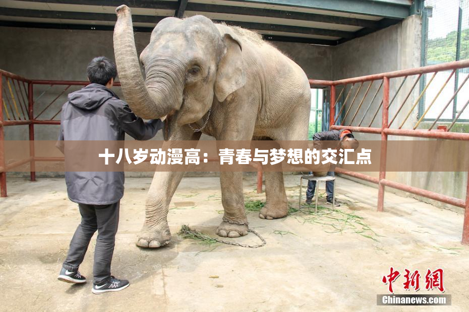 十八岁动漫高：青春与梦想的交汇点