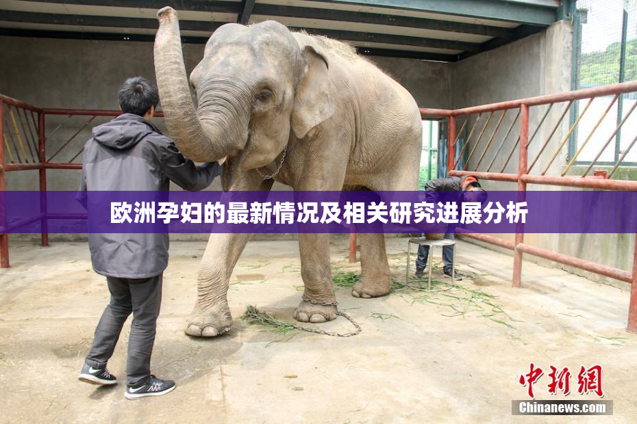 欧洲孕妇的最新情况及相关研究进展分析