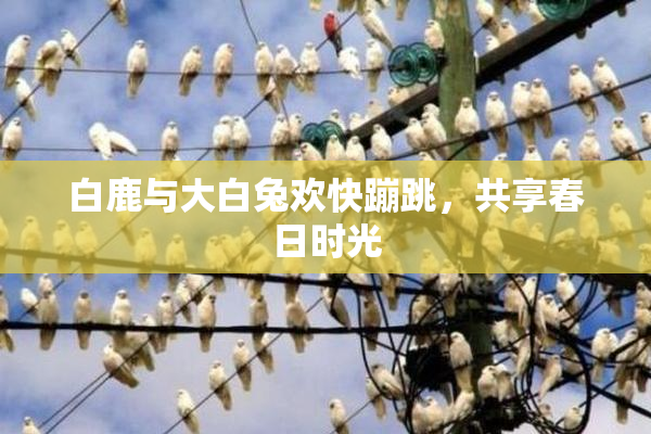白鹿与大白兔欢快蹦跳，共享春日时光