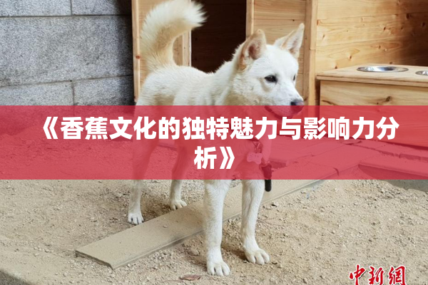《香蕉文化的独特魅力与影响力分析》