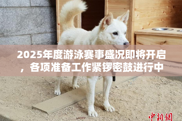 2025年度游泳赛事盛况即将开启，各项准备工作紧锣密鼓进行中