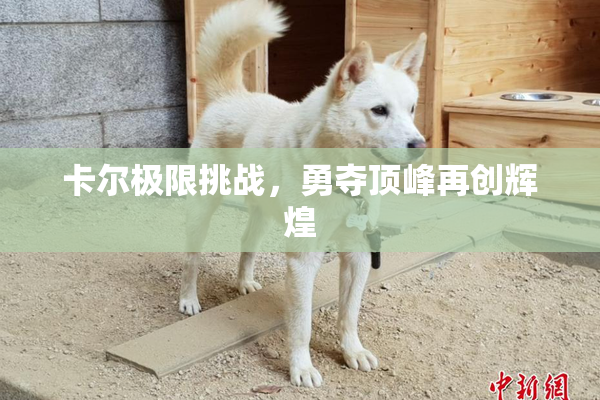 卡尔极限挑战，勇夺顶峰再创辉煌