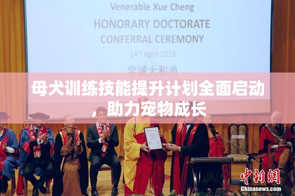 母犬训练技能提升计划全面启动，助力宠物成长