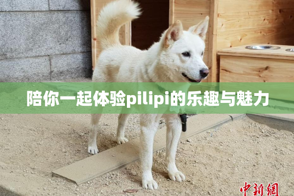 陪你一起体验pilipi的乐趣与魅力
