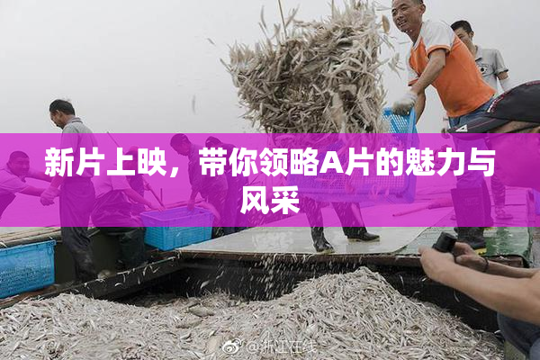 新片上映，带你领略A片的魅力与风采