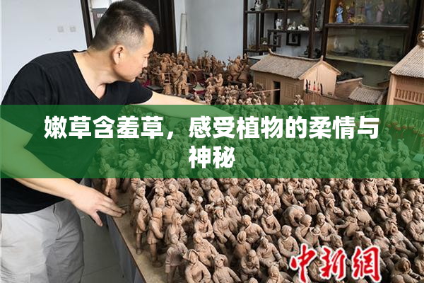 嫩草含羞草，感受植物的柔情与神秘