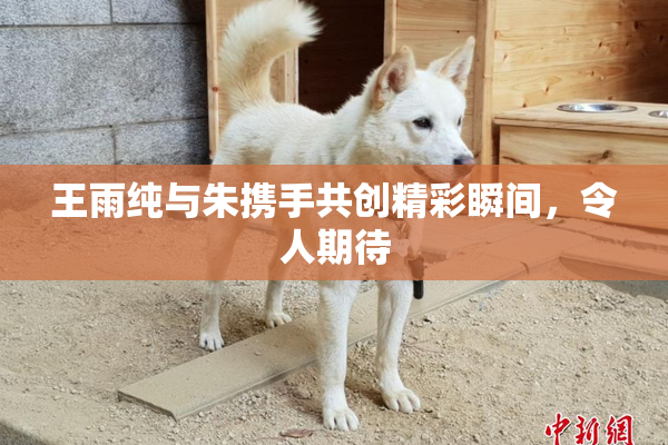 王雨纯与朱携手共创精彩瞬间，令人期待