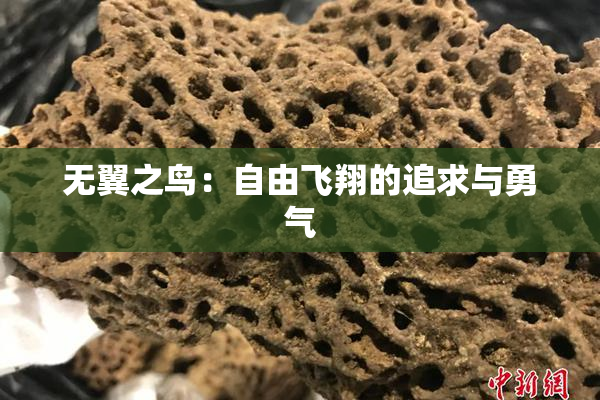 无翼之鸟：自由飞翔的追求与勇气