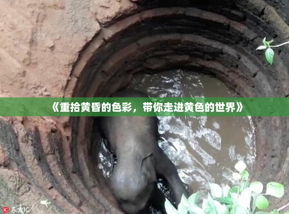 《重拾黄昏的色彩，带你走进黄色的世界》