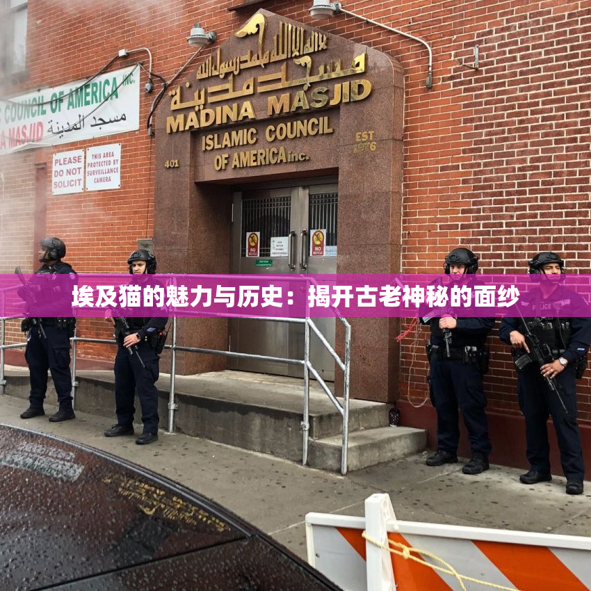埃及猫的魅力与历史：揭开古老神秘的面纱