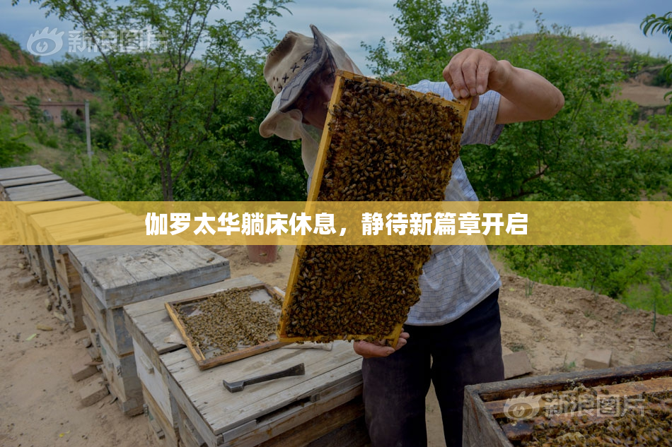 伽罗太华躺床休息，静待新篇章开启
