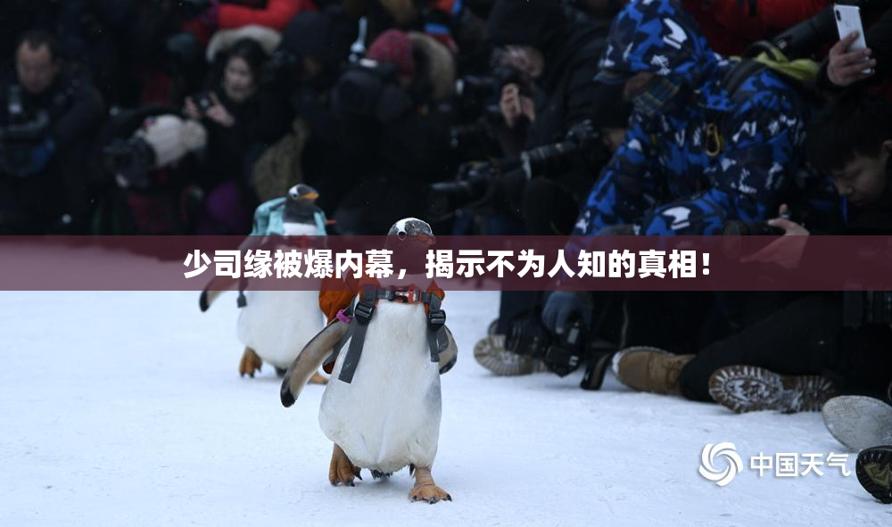 少司缘被爆内幕，揭示不为人知的真相！
