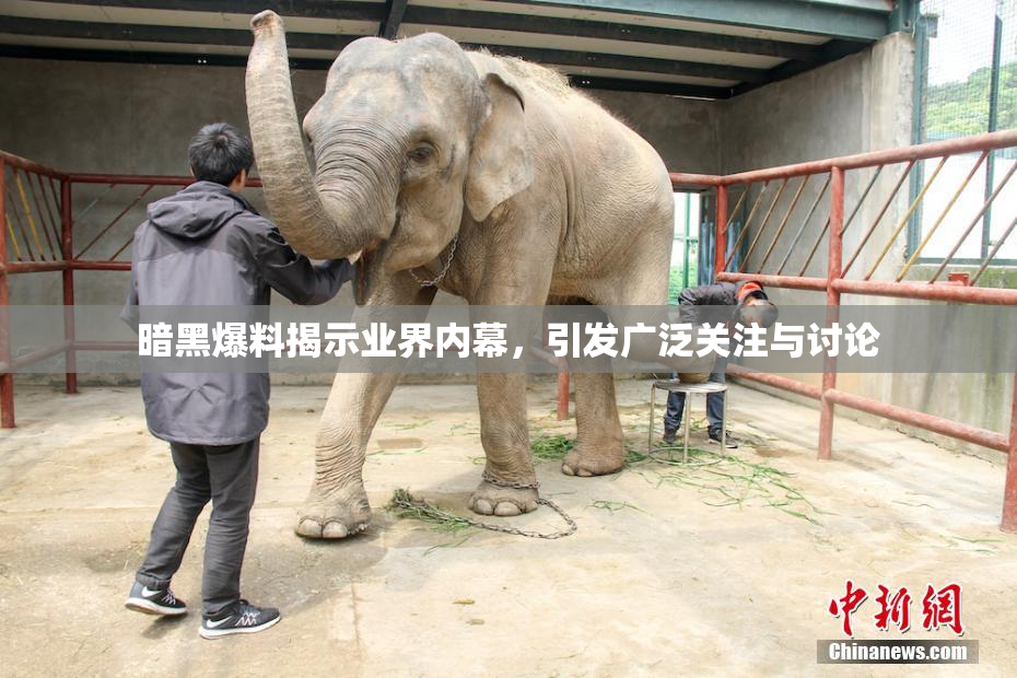 暗黑爆料揭示业界内幕，引发广泛关注与讨论