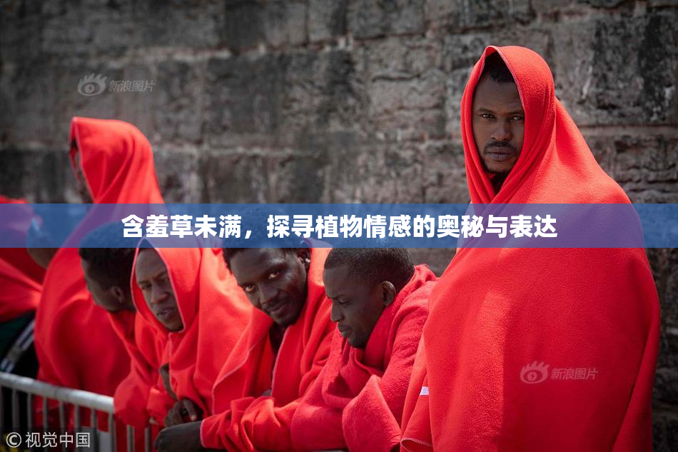 含羞草未满，探寻植物情感的奥秘与表达