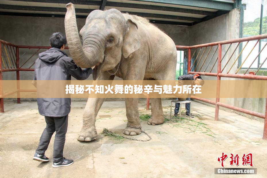 揭秘不知火舞的秘辛与魅力所在