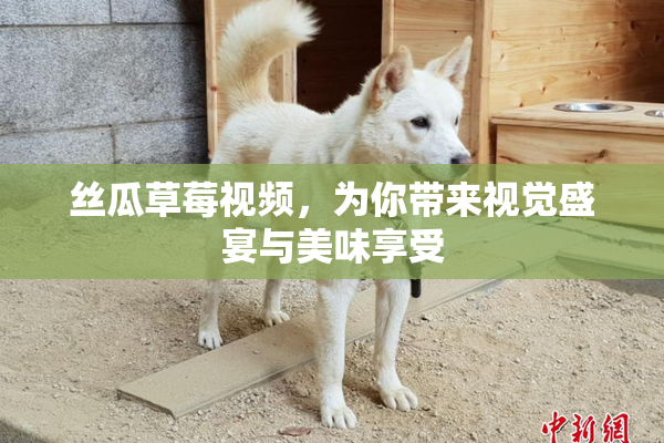 丝瓜草莓视频，为你带来视觉盛宴与美味享受