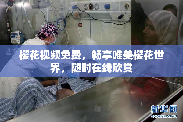 樱花视频免费，畅享唯美樱花世界，随时在线欣赏