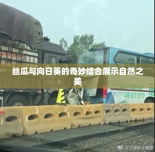 丝瓜与向日葵的奇妙结合展示自然之美