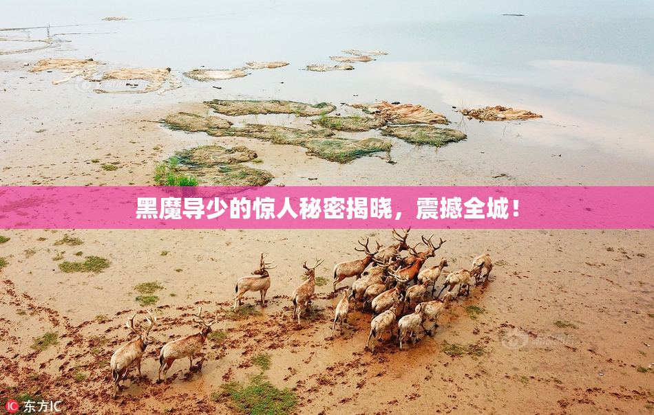 黑魔导少的惊人秘密揭晓，震撼全城！