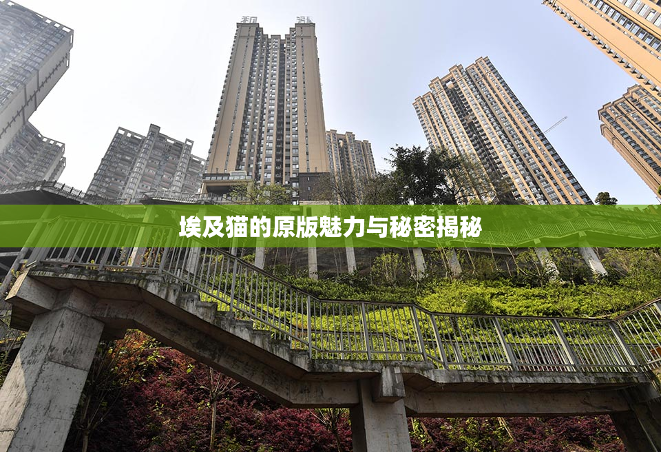 埃及猫的原版魅力与秘密揭秘