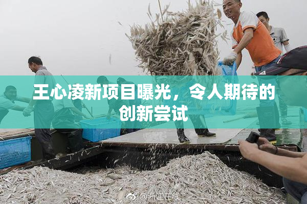 王心凌新项目曝光，令人期待的创新尝试