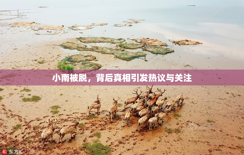 小南被脱，背后真相引发热议与关注