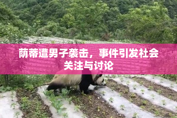 荫蒂遭男子袭击，事件引发社会关注与讨论