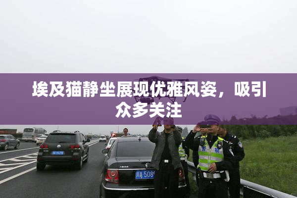 埃及猫静坐展现优雅风姿，吸引众多关注