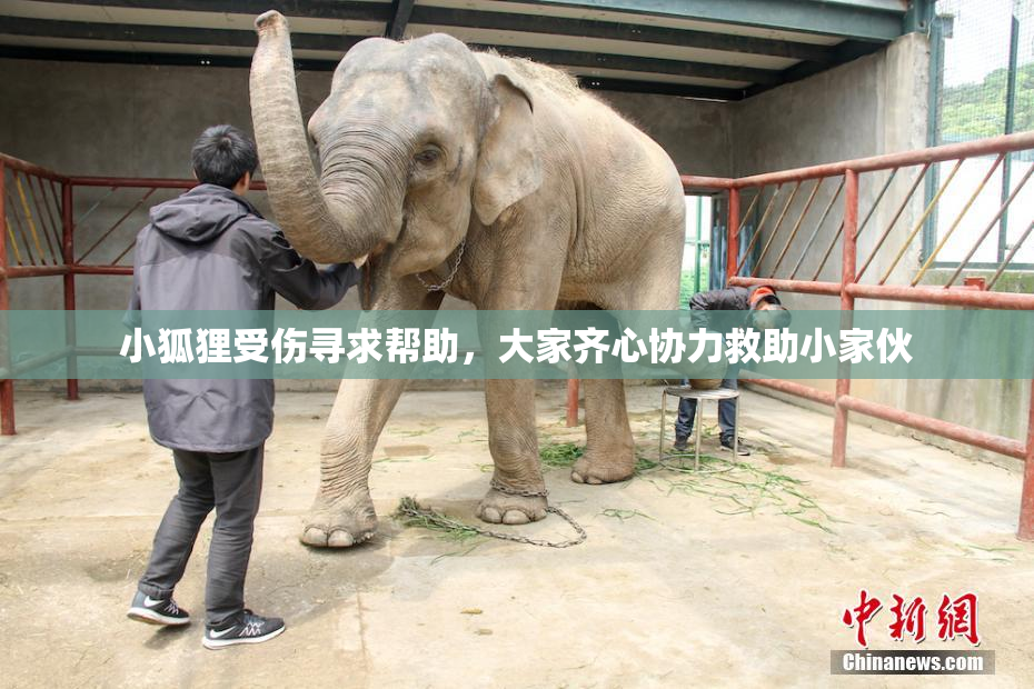 小狐狸受伤寻求帮助，大家齐心协力救助小家伙