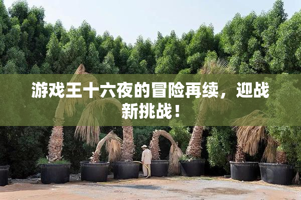 游戏王十六夜的冒险再续，迎战新挑战！