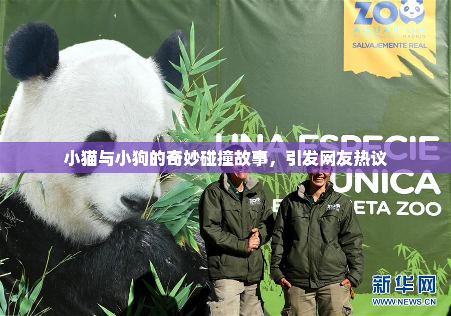 小猫与小狗的奇妙碰撞故事，引发网友热议