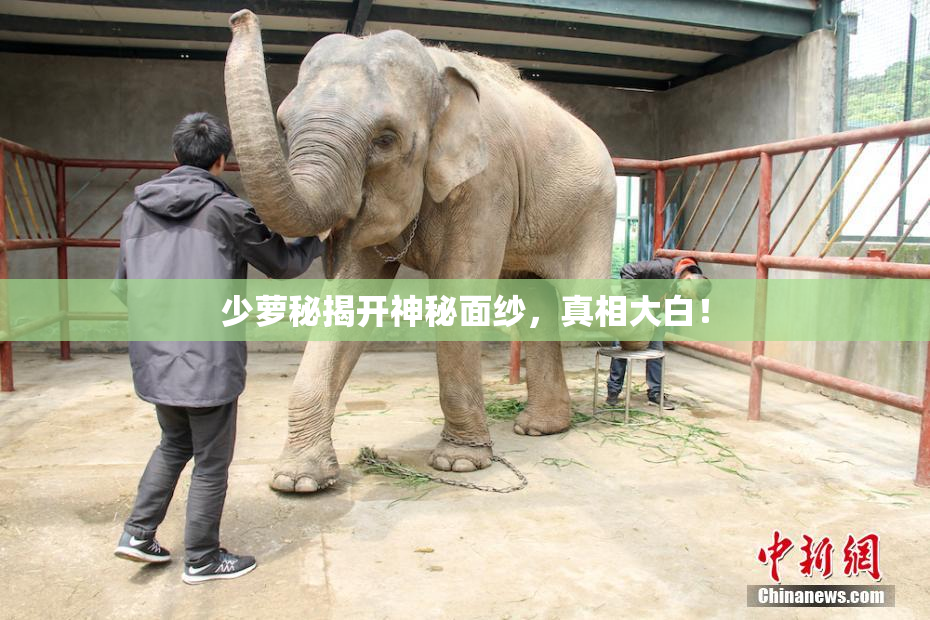 少萝秘揭开神秘面纱，真相大白！