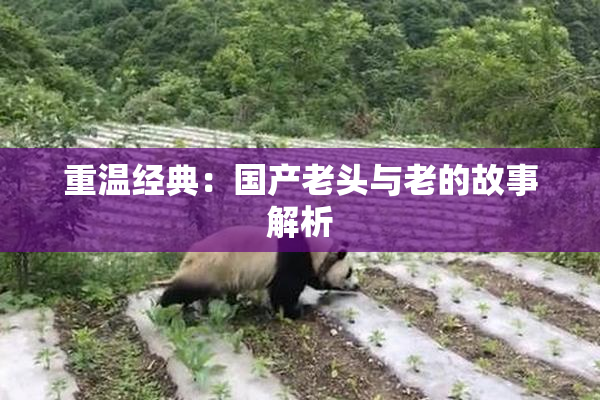 重温经典：国产老头与老的故事解析