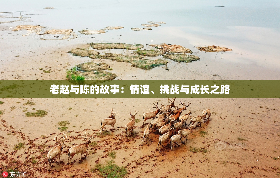 老赵与陈的故事：情谊、挑战与成长之路