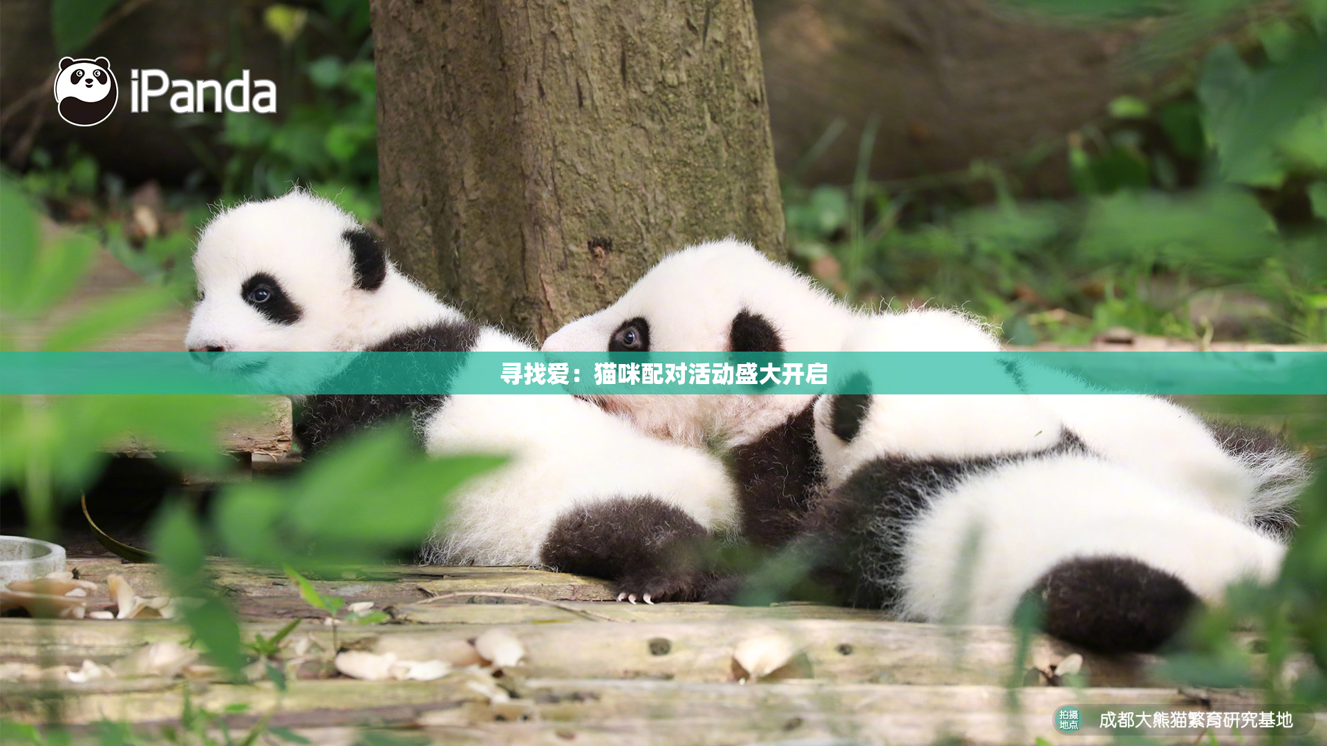 寻找爱：猫咪配对活动盛大开启