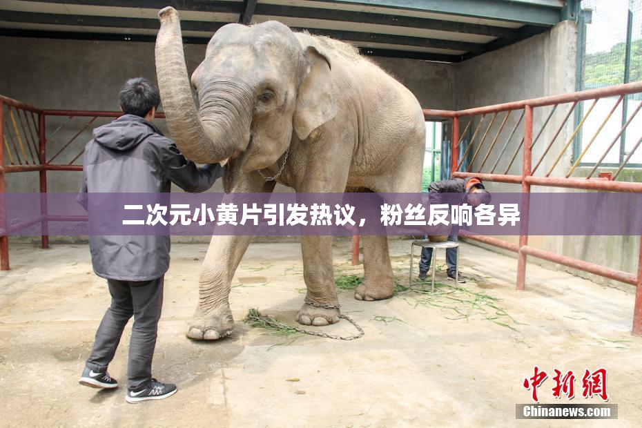 二次元小黄片引发热议，粉丝反响各异