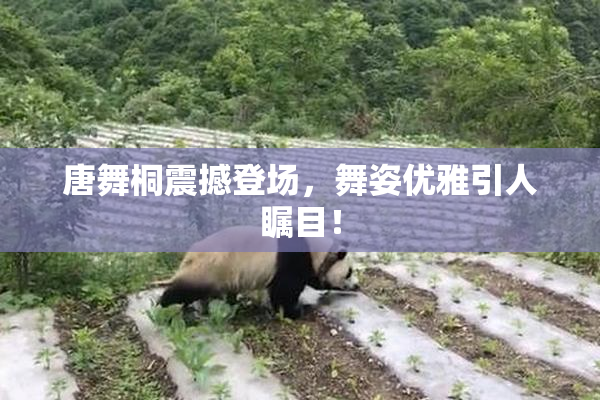 唐舞桐震撼登场，舞姿优雅引人瞩目！