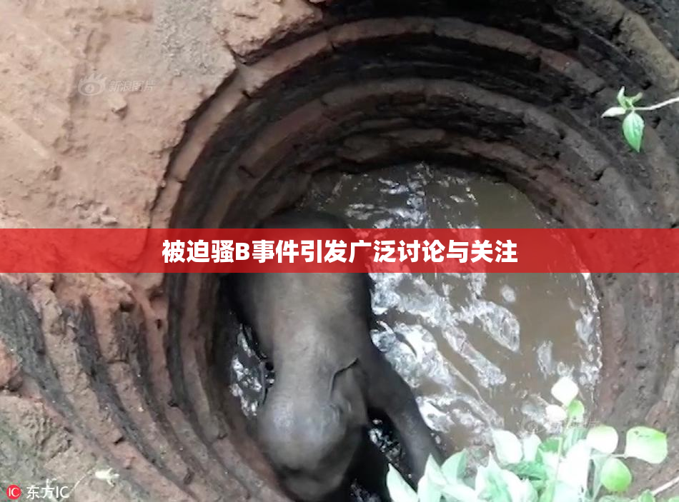 被迫骚B事件引发广泛讨论与关注