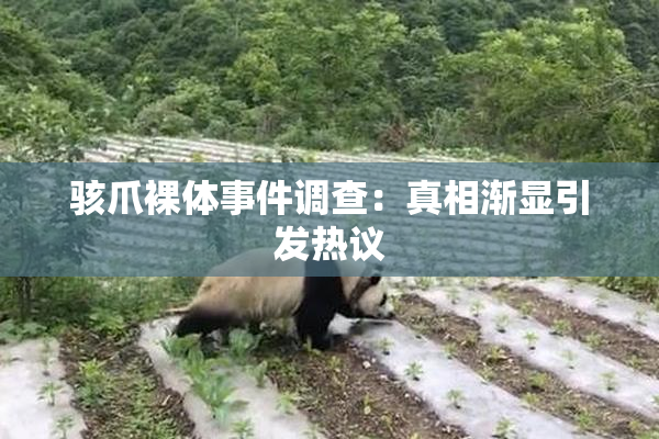 骇爪裸体事件调查：真相渐显引发热议