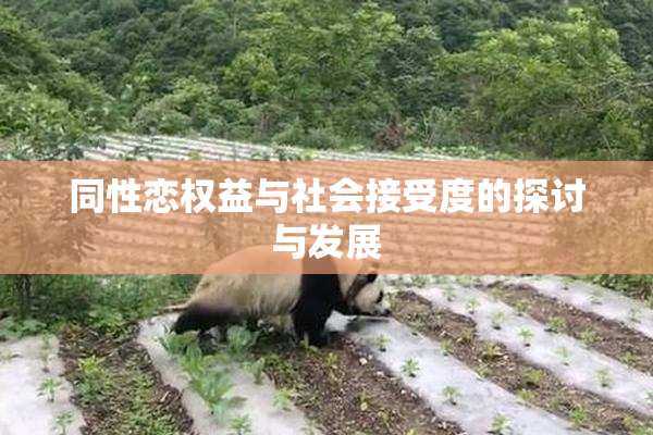 同性恋权益与社会接受度的探讨与发展