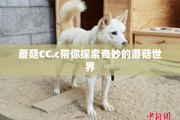 蘑菇CC.c带你探索奇妙的蘑菇世界