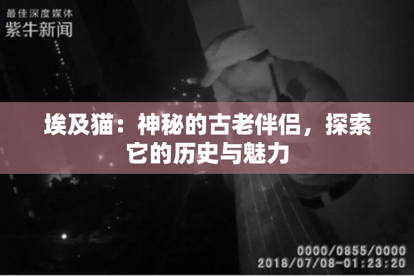 埃及猫：神秘的古老伴侣，探索它的历史与魅力