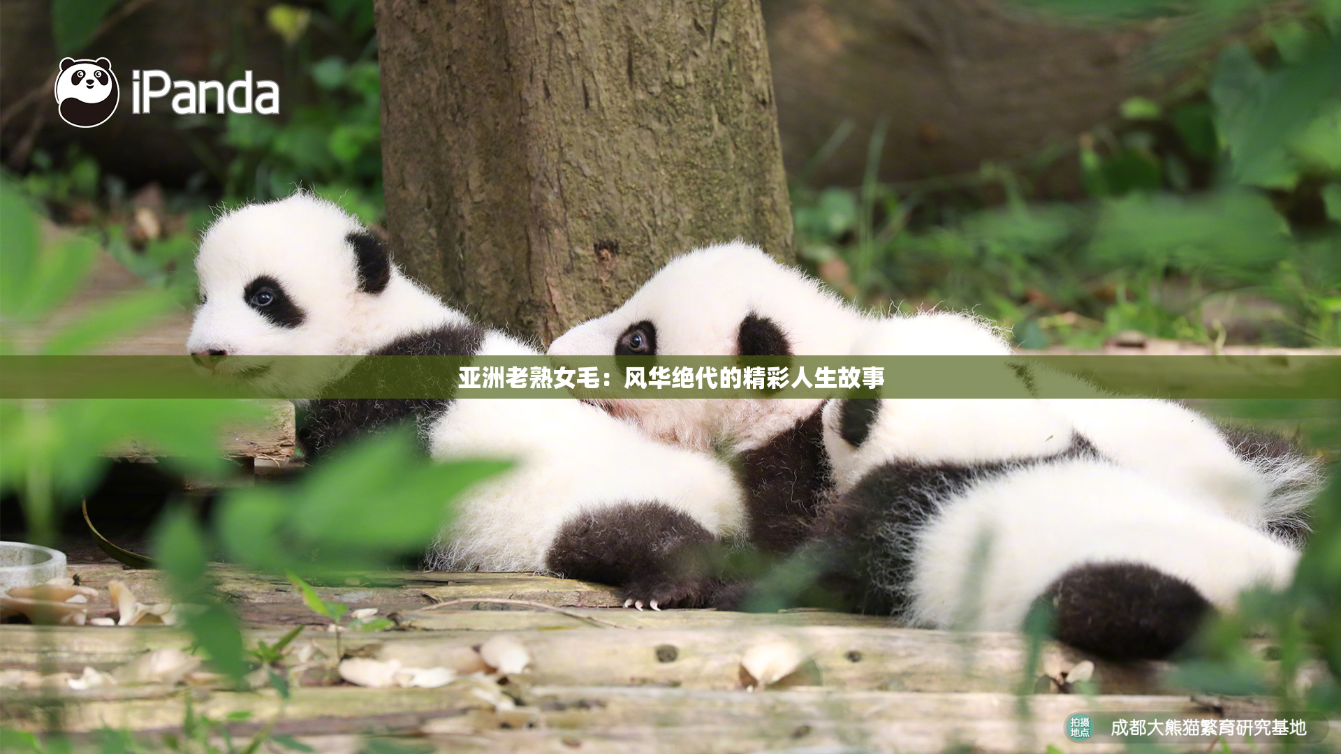 亚洲老熟女毛：风华绝代的精彩人生故事