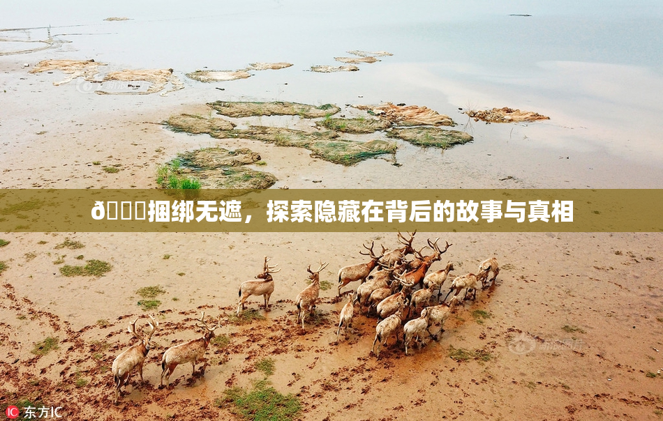 🔞捆绑无遮，探索隐藏在背后的故事与真相
