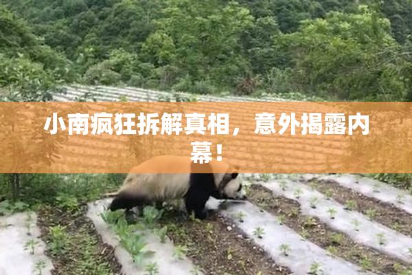 小南疯狂拆解真相，意外揭露内幕！