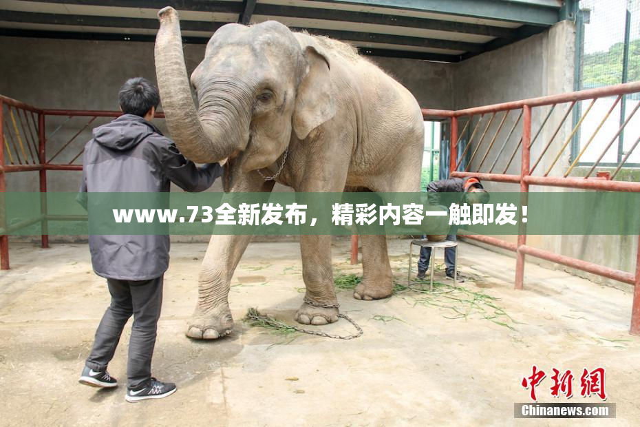 www.73全新发布，精彩内容一触即发！